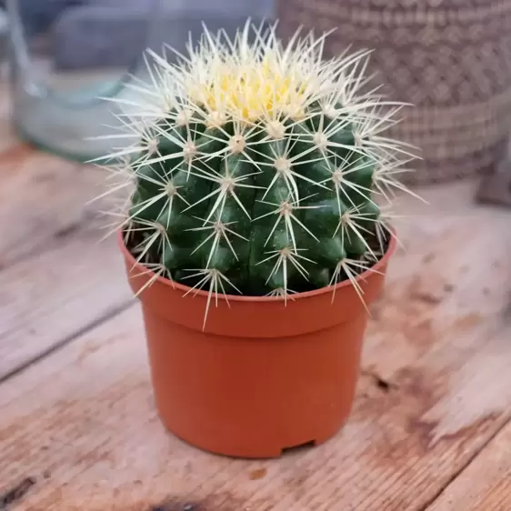 Echinocactus grusonii - image 1