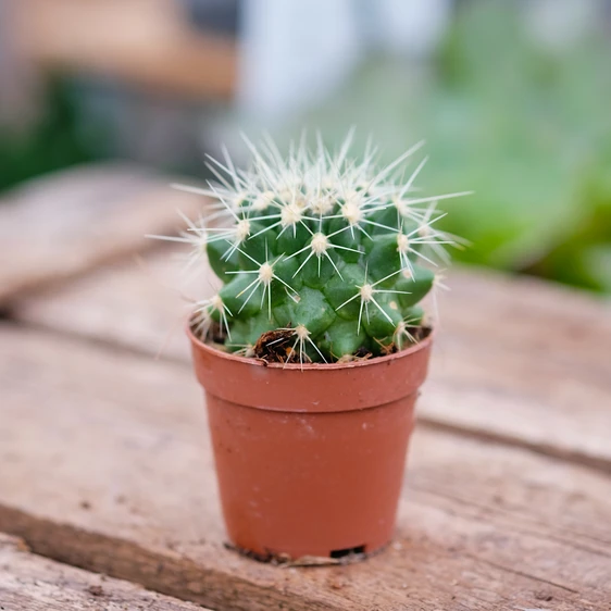 Echinocactus grusonii albispinus