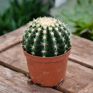 Echinocactus grusonii var. intermedius