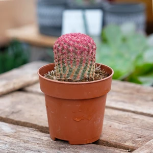 Echinocereus rubrispinus