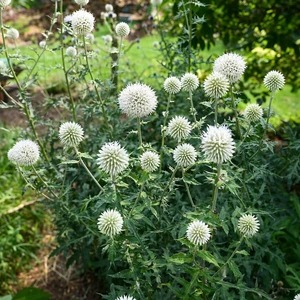 Echinops bannaticus 'Albus'