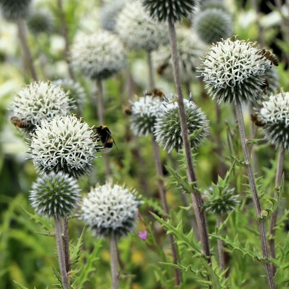 Echinops sphaerocephalus 'Arctic Glow' - image 1