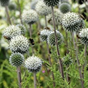 Echinops sphaerocephalus 'Arctic Glow' - image 1