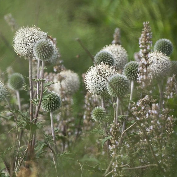 Echinops sphaerocephalus 'Arctic Glow' - image 2