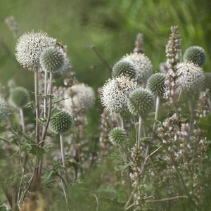 Echinops sphaerocephalus 'Arctic Glow' - image 2