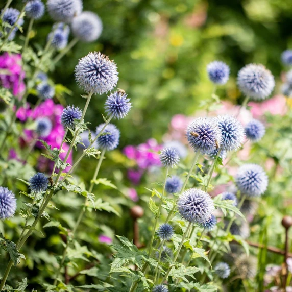 Echinops bannaticus 'Blue Globe' 2L - image 1