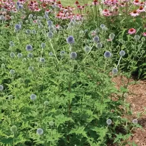 Echinops bannaticus 'Blue Globe' 2L