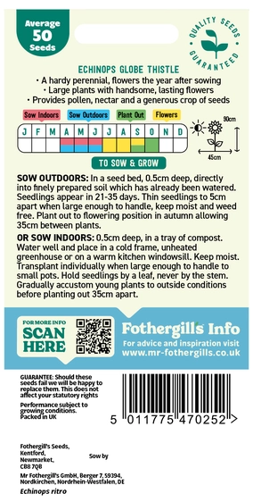 Echinops Globe Thistle Seeds - image 2