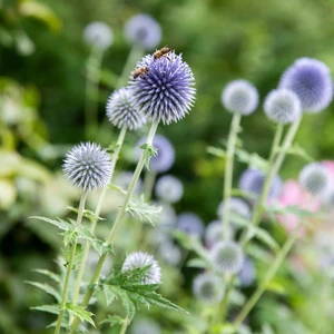 Echinops ritro subsp. ruthenicus 'Platinum Blue' - image 1