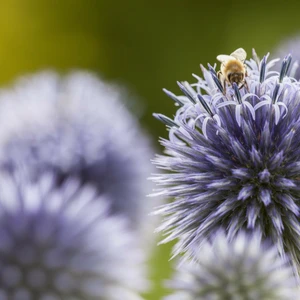 Echinops ritro subsp. ruthenicus 'Platinum Blue' - image 2