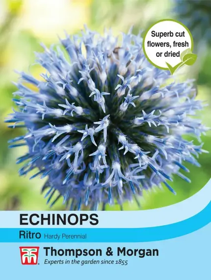 Echinops ritro Seeds - image 1