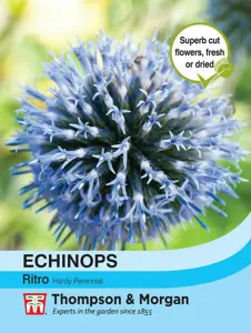 Echinops ritro Seeds