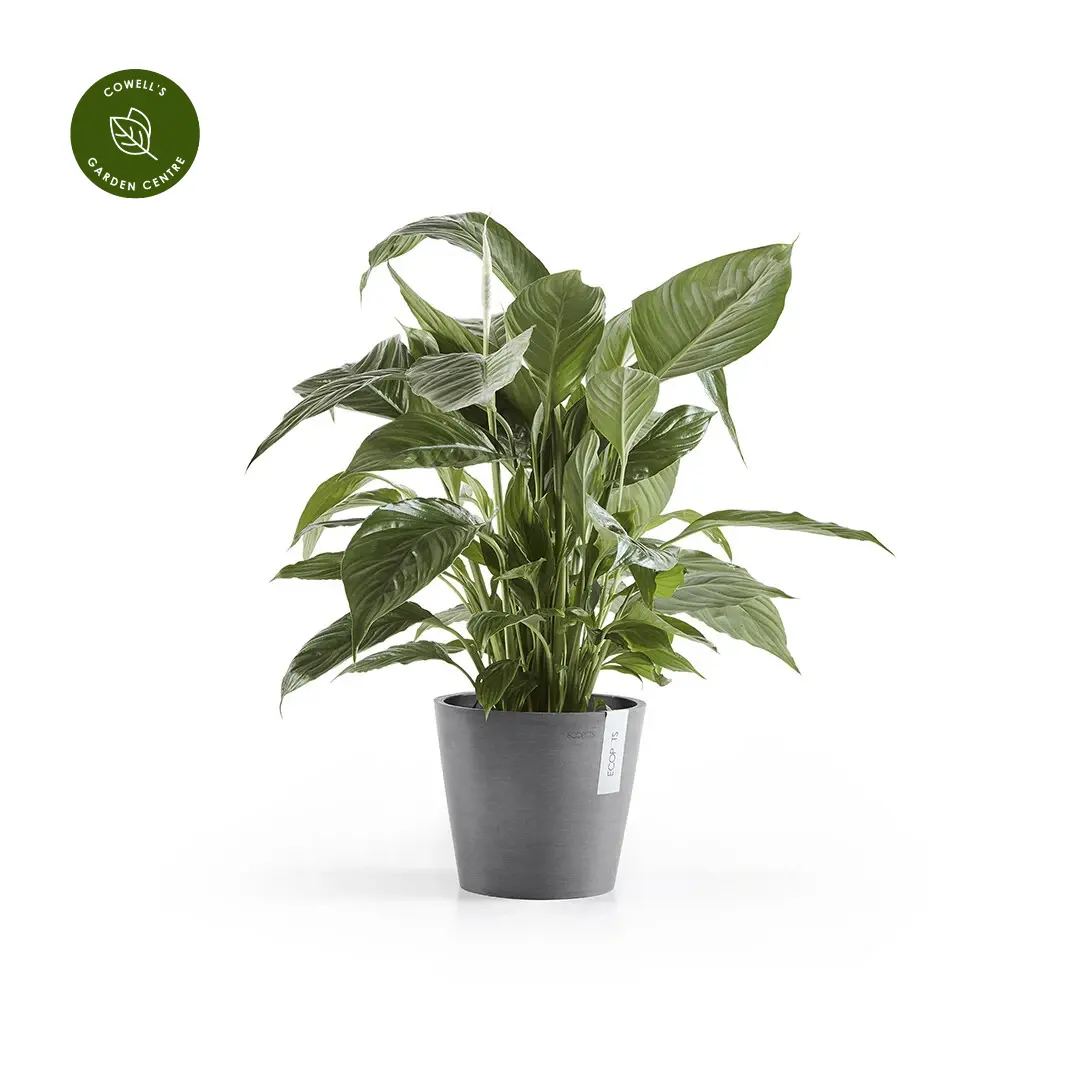 Ecopots Amsterdam - Grey 40cm - Cowell's Garden Centre | Woolsington