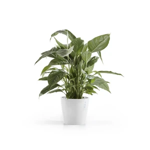 Ecopots Amsterdam - White 20cm - image 2