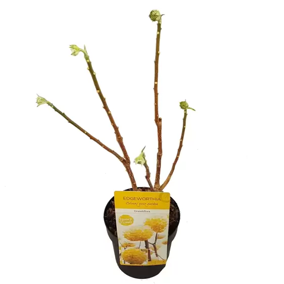 Edgeworthia chrysantha 'Grandiflora' 3L - image 2