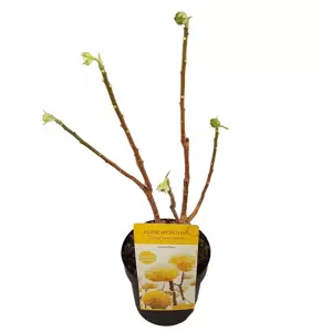 Edgeworthia chrysantha 'Grandiflora' 3L - image 2