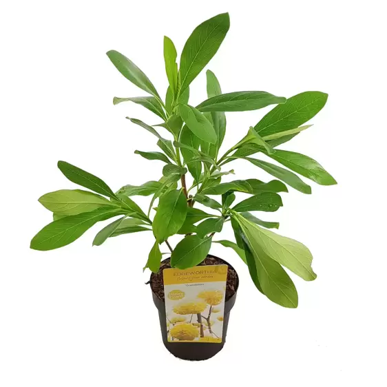 Edgeworthia chrysantha 'Grandiflora' 3L - image 3