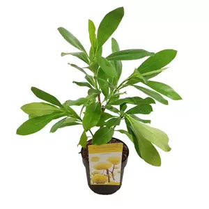 Edgeworthia chrysantha 'Grandiflora' 3L - image 3