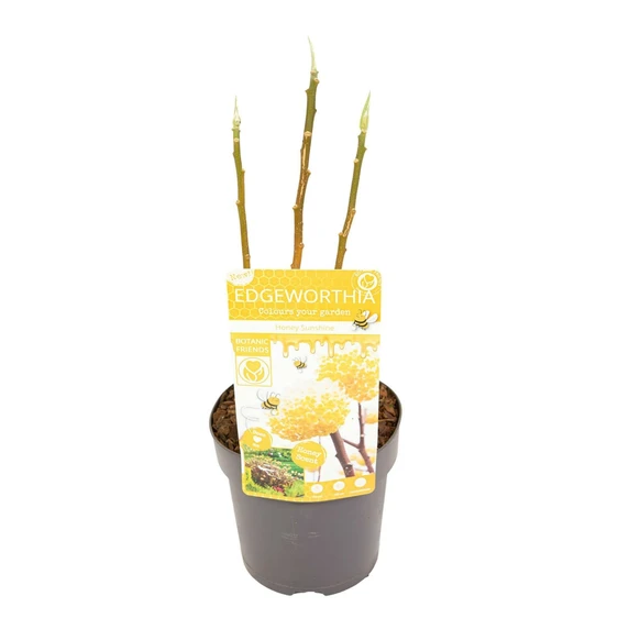 Edgeworthia chrysantha 'Honey Sunshine' - image 3