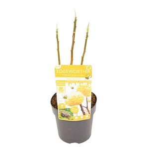 Edgeworthia chrysantha 'Honey Sunshine' - image 3