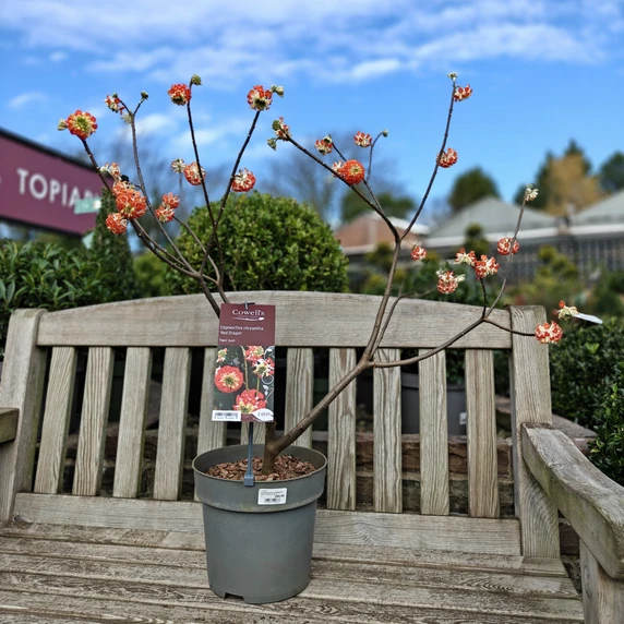 Edgeworthia chrysantha 'Red Dragon' 7L - image 2