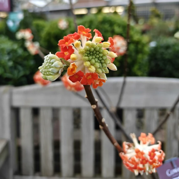 Edgeworthia chrysantha 'Red Dragon' 7L - image 1