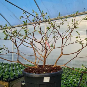 Edgeworthia chrysantha 'Red Dragon' 35L - image 4