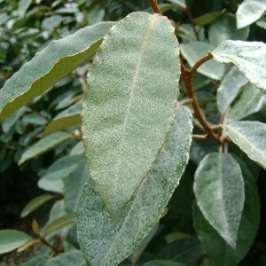 Elaeagnus x ebbingei 'Compacta' 4L - image 2
