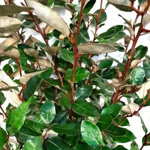 Elaeagnus x ebbingei 'Compacta' 12L - image 2