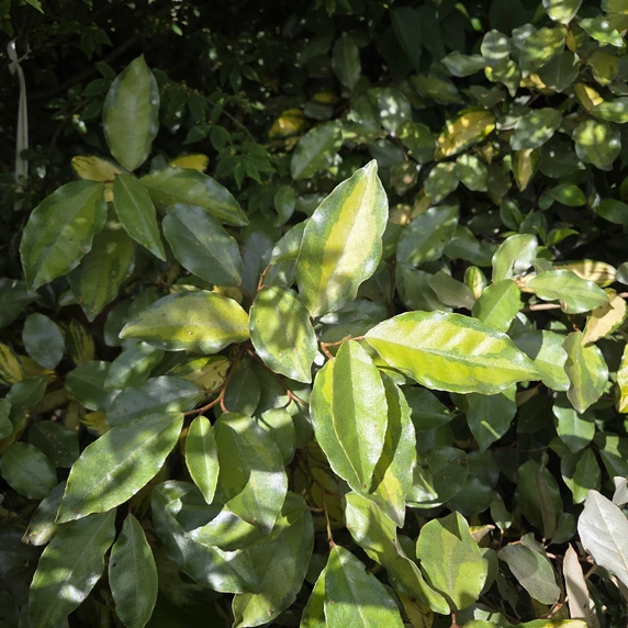 Picture Credit - Minier Nurseries