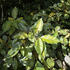 Picture Credit - Minier Nurseries