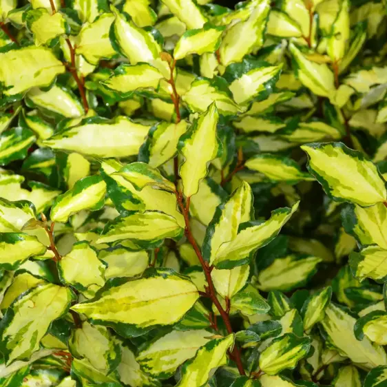 Elaeagnus x ebbingei 'Maryline' 25L Standard - image 1