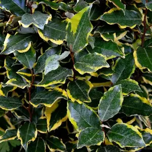 Picture - Minier Nurseries