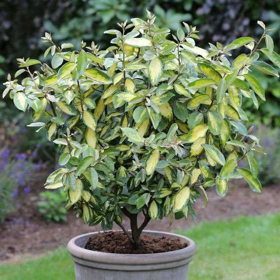 Elaeagnus x ebbengei 'Limelight'