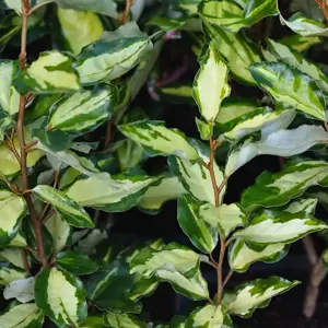 Elaeagnus x ebbingei 'Coastal Gold'