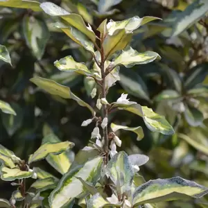 Elaeagnus x ebbingei 'Maryline' 4.5L - image 2