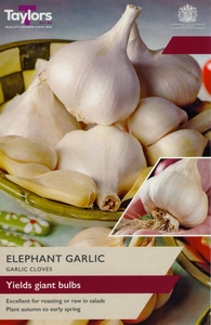 Elephant Garlic