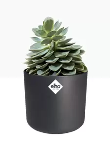 elho b.for Soft Anthracite Pot - Ø16cm - image 3