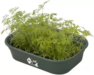elho® Green Basics Grow Tray Small Leaf Green - image 2