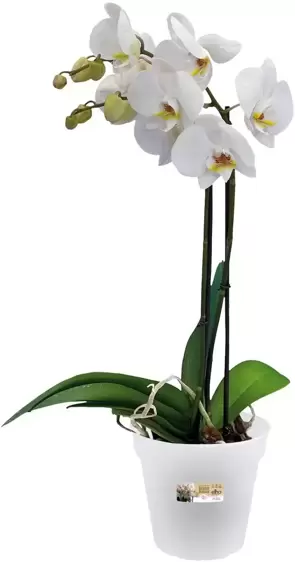 elho Green Basics Orchid Pot - Ø13cm - image 3