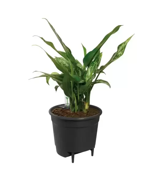 Elho Self-Watering Insert 28cm Living Black - image 2