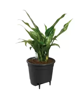 Elho Self-Watering Insert 24cm Living Black - image 2