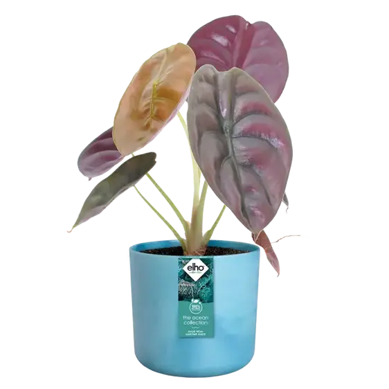 elho The Ocean Collection Atlantic Blue Pot - Ø18cm - image 3