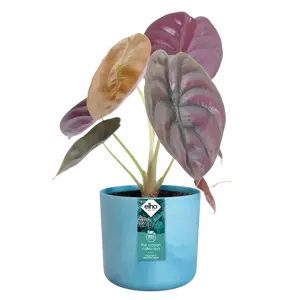 elho The Ocean Collection Atlantic Blue Pot - Ø18cm - image 3