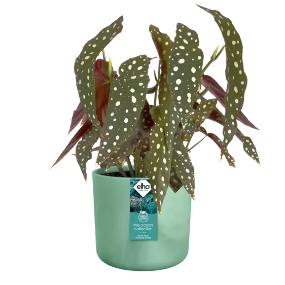 elho The Ocean Collection Pacific Green Pot - Ø14cm - image 3
