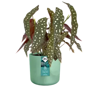 elho The Ocean Collection Pacific Green Pot - Ø14cm - image 3