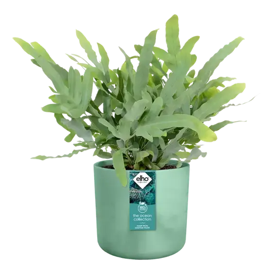 elho The Ocean Collection Pacific Green Pot - Ø14cm - image 4