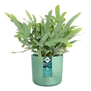 elho The Ocean Collection Pacific Green Pot - Ø14cm - image 4