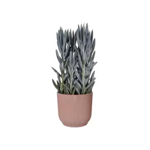 elho Vibes Fold Delicate Pink Pot - Ø18cm - image 3
