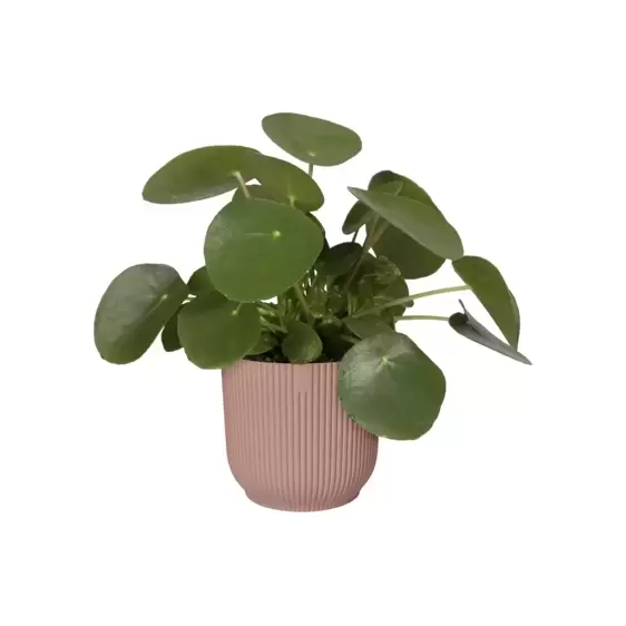 elho Vibes Fold Delicate Pink Pot - Ø22cm - image 2